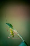 seul d'insecte vue de côté en gros plan de grande sauterelle verte sur le fond jaune rose et vert avec s'élever de lumière molle photo libre de droits seul d'insecte vue de côté en gros plan de grande sauterelle verte sur le fond jaune rose et vert avec s'élever de lumière molle photo libre de droits