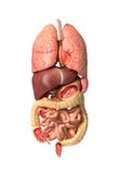 Seule anatomie masculine humaine, organes internes, plein respiratoire et illustration libre de droits Seule anatomie masculine humaine, organes internes, plein respiratoire et illustration libre de droits