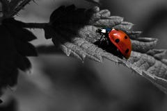 Seven-spotted Ladybug, Coccinella septempunctata Royalty Free Stock Images Seven-spotted Ladybug, Coccinella septempunctata Royalty Free Stock Images