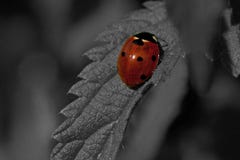 Seven-spotted Ladybug, Coccinella septempunctata Royalty Free Stock Image Seven-spotted Ladybug, Coccinella septempunctata Royalty Free Stock Image