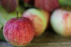 Several apples ripe red with water or rain drops close-up on a wooden table brown/. Several ripe apples red with water or rain drops on a wooden table brown Stock Photo Several apples ripe red with water or rain drops close-up on a wooden table brown/. Several ripe apples red with water or rain drops on a wooden table brown Stock Photo