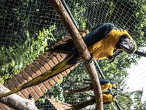 Colored, blue and yellow Macaws of Brazil stock photo Colored, blue and yellow Macaws of Brazil stock photo