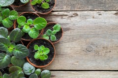Flowerpots of home plant and saintpaulia flowers. Top view. Copy space for text. Stock Photos Flowerpots of home plant and saintpaulia flowers. Top view. Copy space for text. Stock Photos