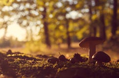 Several forest mushrooms against blurred colorful trees. stock images Several forest mushrooms against blurred colorful trees. stock images