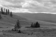 Lonely fir in the Altai mountains, black and white photo, Russia royalty free stock photos Lonely fir in the Altai mountains, black and white photo, Russia royalty free stock photos