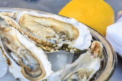 Several open oysters lie in a bowl with ice and lemon Stock Photography Several open oysters lie in a bowl with ice and lemon Stock Photography