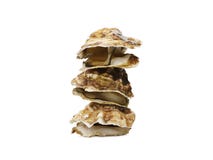Collage of tree seashells and starfish isolated on white background. Natural sea food on each other. royalty free stock photo Collage of tree seashells and starfish isolated on white background. Natural sea food on each other. royalty free stock photo