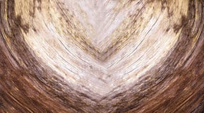 Sezione trasversale dell'albero fotografia stock Sezione trasversale dell'albero fotografia stock
