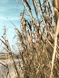 Señal de tráfico de una bici en un campo de maíz un día claro fotografía de archivo libre de regalías Señal de tráfico de una bici en un campo de maíz un día claro fotografía de archivo libre de regalías