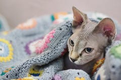 Sfinxkatt arkivbilder Sfinxkatt arkivbilder