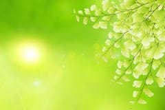 Sfondo naturale della primavera. immagine stock libera da diritti Sfondo naturale della primavera. immagine stock libera da diritti