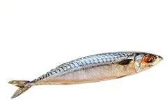 Sgombro del pesce fresco su un fondo bianco, isolato NZ Immagini Stock Sgombro del pesce fresco su un fondo bianco, isolato NZ Immagini Stock