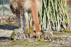 Sguardo dorato dei capelli di Lama Eating Vicugna Vicugna Portrait fotografia stock libera da diritti Sguardo dorato dei capelli di Lama Eating Vicugna Vicugna Portrait fotografia stock libera da diritti