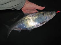 Shad Fishing en la noche Fotos de archivo Shad Fishing en la noche Fotos de archivo
