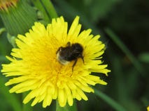 Shaggy bee on a yellow dandelion stock images Shaggy bee on a yellow dandelion stock images