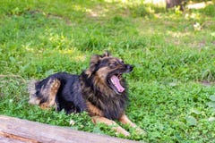 Shaggy собака лежит на зеленой траве на солнечный день Собака зевает r стоковое фото rf Shaggy собака лежит на зеленой траве на солнечный день Собака зевает r стоковое фото rf