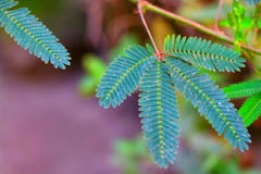 Mimosa plant stock images Mimosa plant stock images