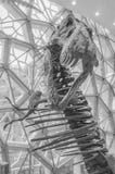 The dinosaur skeleton in the Shanghai Museum. royalty free stock images The dinosaur skeleton in the Shanghai Museum. royalty free stock images