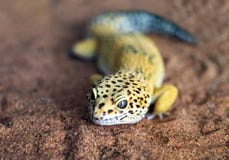 The shape and face of a leopard gecko. royalty free stock photo The shape and face of a leopard gecko. royalty free stock photo