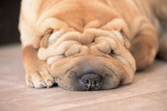 Shar Pei sommeil sur le plancher dans la couleur rouge image stock Shar Pei sommeil sur le plancher dans la couleur rouge image stock