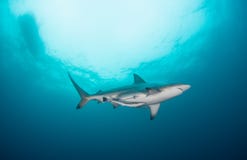 A shark swimming overhead in a blue ocean Royalty Free Stock Photos A shark swimming overhead in a blue ocean Royalty Free Stock Photos