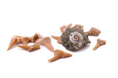 Shark Teeth and old shell on the white background royalty free stock image Shark Teeth and old shell on the white background royalty free stock image