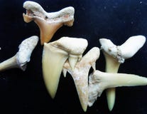 Teeth Fossils of sharks on dark background stock photos Teeth Fossils of sharks on dark background stock photos