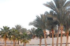 Sharm El Sheikh и деревья стоковая фотография Sharm El Sheikh и деревья стоковая фотография