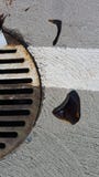 Sharp broken bottle glass by rusty storm drain in parking lot royalty free stock photos Sharp broken bottle glass by rusty storm drain in parking lot royalty free stock photos