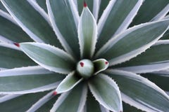 Agave leaves. stock photo Agave leaves. stock photo