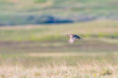 Sharp-Tailed Grouse Lek Royalty Free Stock Photos Sharp-Tailed Grouse Lek Royalty Free Stock Photos