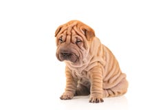 sharpei маленького щенка унылое стоковая фотография rf sharpei маленького щенка унылое стоковая фотография rf