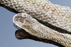 blue snake skin stock image. image of animal, forked