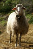 Sheep Royalty Free Stock Photos