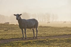 Sheep Stock Photos Sheep Stock Photos