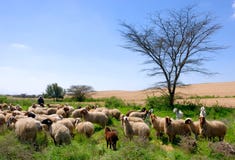 Sheep Stock Image