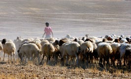 Sheep Royalty Free Stock Image