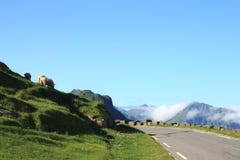 Sheep Above Haukland Road Royalty Free Stock Image Sheep Above Haukland Road Royalty Free Stock Image