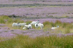 Sheep And Heather On The North Yorkshire Moors UK Stock Photo Sheep And Heather On The North Yorkshire Moors UK Stock Photo