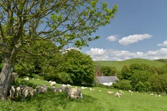 Sheep And Lambs In Field, Abbotsbury Stock Image