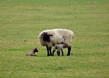 Sheep And Newborn Lambs Stock Photo Sheep And Newborn Lambs Stock Photo