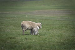 Outback Australian Sheep Shearing Shed Stock Photo - Image 