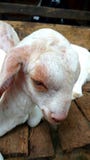 Sheep baby royalty free stock photography Sheep baby royalty free stock photography