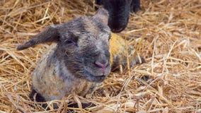 Sheep ewe licks her lamb after giving birth. In order to claim it as her own and form the bond a perant has with their offspring stock photography Sheep ewe licks her lamb after giving birth. In order to claim it as her own and form the bond a perant has with their offspring stock photography