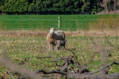 Sheep family in New Zealand, ewe and lamb on green field royalty free stock photos Sheep family in New Zealand, ewe and lamb on green field royalty free stock photos