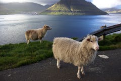 Sheep in the Faroe Islands royalty free stock images Sheep in the Faroe Islands royalty free stock images