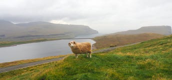 Sheep in the Faroe Islands, travel and tourism royalty free stock photography Sheep in the Faroe Islands, travel and tourism royalty free stock photography