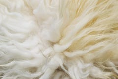 White Real Wool with Beige Top Texture Background. Light Cream Natural  Sheep Wool. Seamless Plush Cotton, Texture of Fluffy Fur Stock Photo -  Image of natural, carpet: 170361972
