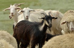 Sheep Goat Royalty Free Stock Photo