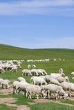 Sheep Herd Royalty Free Stock Images